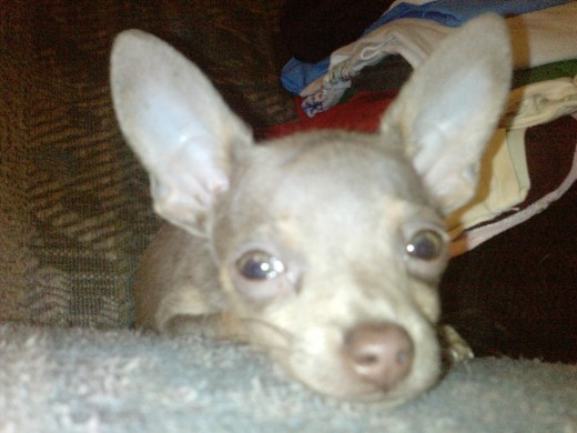 Chihuahueño Azul-Gris Chihuahueño Azul-Gris