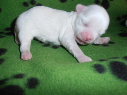 Bunny con 6 días Bunny con 6 días