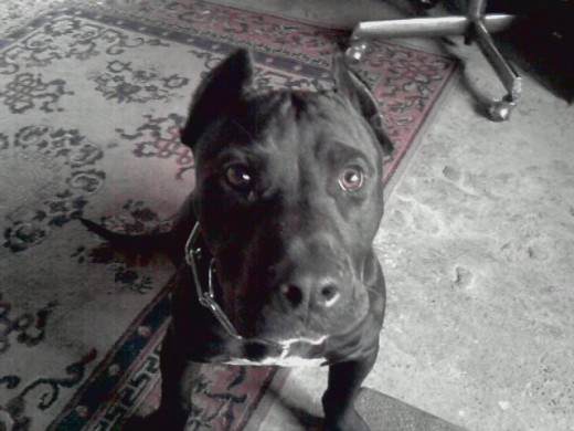 pit bull stanfor(terry) pit bull stanfor(terry)