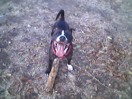 jugando con el tronco jugando con el tronco