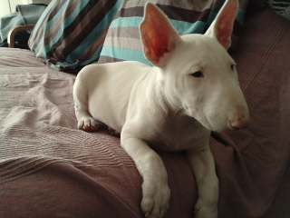 este es troy cuando lo trajms a casa tenia 3 meses ara tiene 9 esta echo un bicho!!!! este es troy cuando lo trajms a casa tenia 3 meses ara tiene 9 esta echo un bicho!!!!
