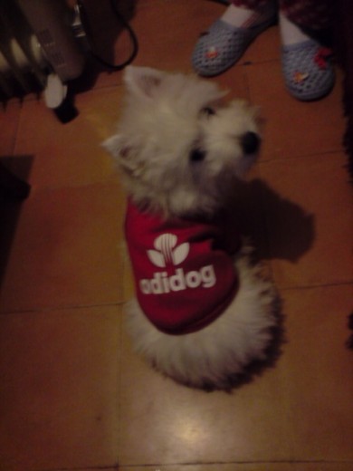 Aqí tenía 3 meses largos, vestidita con su sudadera... Aqí tenía 3 meses largos, vestidita con su sudadera...