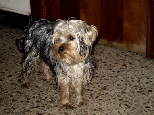 mi perretito es muy bueno mi perretito es muy bueno