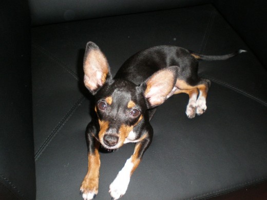 Pancho Pancho