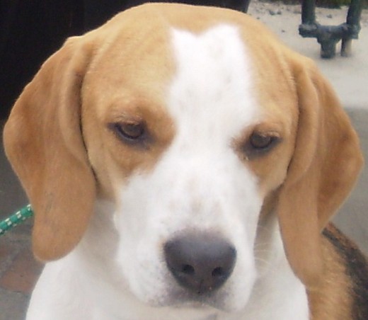 Busco linda beagle para que sea mi novia..... Informes 3107639931- 3203068773