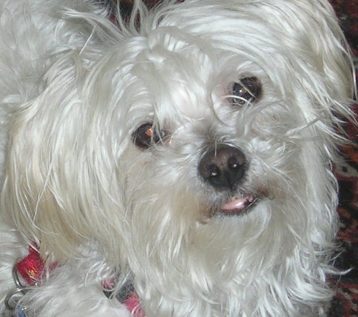 El grandísimo Lucky El grandísimo Lucky
