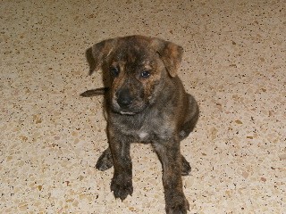 Scooby es ueto i cabezotan perro muy inqui Scooby es ueto i cabezotan perro muy inqui