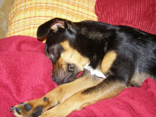 Este es mi perro Dani echándose una siesta. Este es mi perro Dani echándose una siesta.