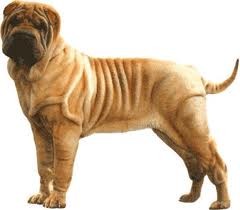 MI PERRO ES COLO BEIGE, TODAVIA NO LE OPERADOP LOS OJOS Y ESTA UN POCO ENFERMO CON DERMATITIS MI PERRO ES COLO BEIGE, TODAVIA NO LE OPERADOP LOS OJOS Y ESTA UN POCO ENFERMO CON DERMATITIS