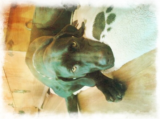 cachorritaaaaa cachorritaaaaa