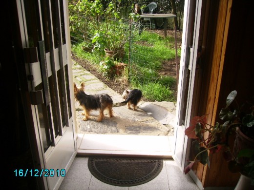 Bubú es la perra pequeñita y la otra es Rosi su madre delante de casa.