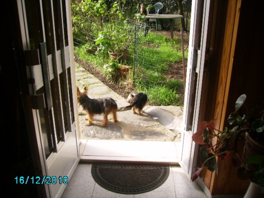 Bubú es la perra pequeñita y la otra es Rosi su madre delante de casa. Bubú es la perra pequeñita y la otra es Rosi su madre delante de casa.