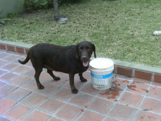 bruma cansada despues de jugar muchisimo con su hermano oliver,