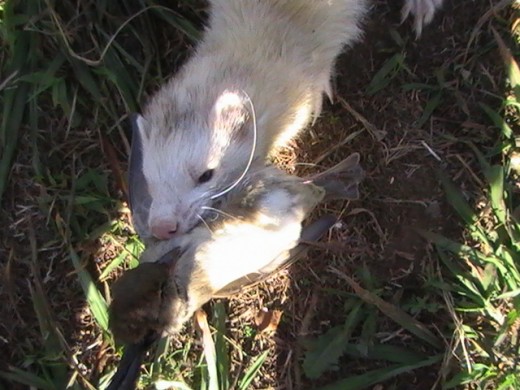 ha mi huron k le estoi en se ñando a cazar i aora mismo lo estamos viendo con un pajaro. ha mi huron k le estoi en se ñando a cazar i aora mismo lo estamos viendo con un pajaro.