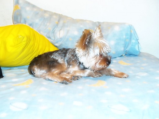 es mi perro en mi cama
es mi perro en mi cama
