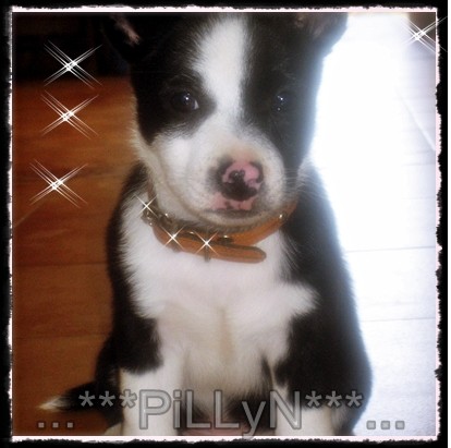 Pillyn de 3 meses de nacido Pillyn de 3 meses de nacido