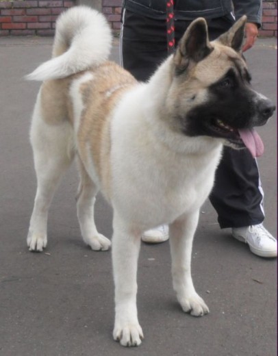 SOY UN AKITA AMERICANO Y BUSCO NOVIA EN LA CIUDAD DE BOGOTA SOY UN AKITA AMERICANO Y BUSCO NOVIA EN LA CIUDAD DE BOGOTA