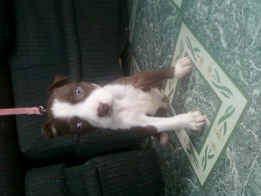 mi perrita acabada de bañar