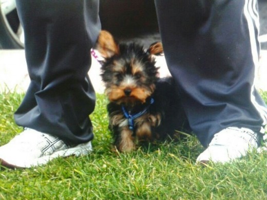 De cachorrito De cachorrito