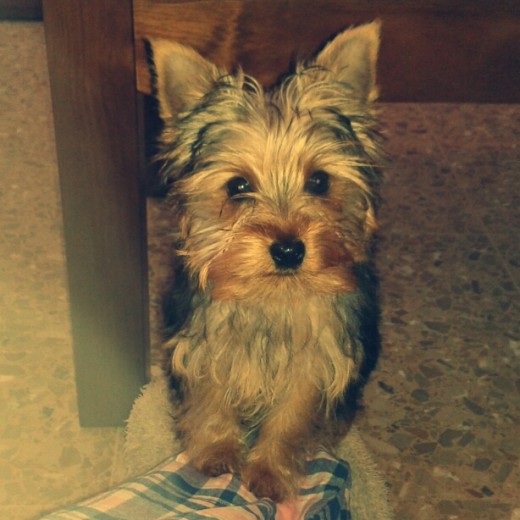 bela con 3 meses bela con 3 meses