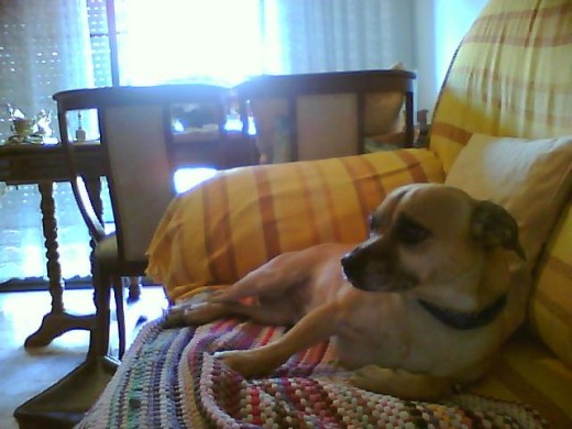 Mi Perrico tumbado!! Mi Perrico tumbado!!