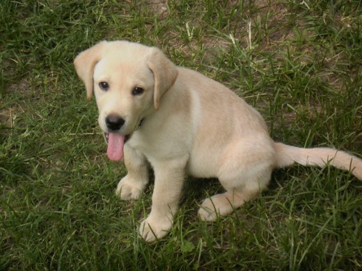 Poker a los 2 meses de edad Poker a los 2 meses de edad