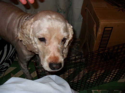 el es lucas un perrito rescatado de una casa en la cual lo lastimaban mucho el cual ahora vive con mi tio es una mescla de cocker es un amor de perro el es lucas un perrito rescatado de una casa en la cual lo lastimaban mucho el cual ahora vive con mi tio es una mescla de cocker es un amor de perro