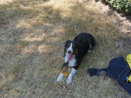 este es mi perro mamoru es un ovejero australiano el mejor amigo y guardián que alguien pueda tener 