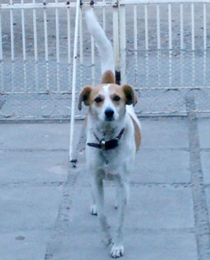 La rescate de la protectora de animales con dos meses, tenia desnutricion y neumonia...desde ese entonces han pasado 12 años :) solo que ya no vive conmigo, me mude y ella se quiso quedar con mi abuelita..su hogar de siempre..cuando venia para mi casa lloraba mucho La rescate de la protectora de animales con dos meses, tenia desnutricion y neumonia...desde ese entonces han pasado 12 años :) solo que ya no vive conmigo, me mude y ella se quiso quedar con mi abuelita..su hogar de siempre..cuando venia para mi casa lloraba mucho