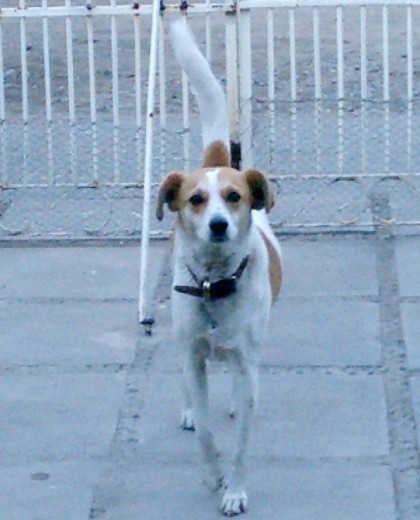 La rescate de la protectora de animales con dos meses, tenia desnutricion y neumonia...desde ese entonces han pasado 12 años :) solo que ya no vive conmigo, me mude y ella se quiso quedar con mi abuelita..su hogar de siempre..cuando venia para mi casa lloraba mucho