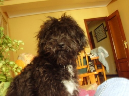 Peludote Peludote
