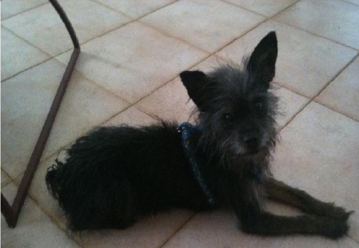 Mi perro Mi perro