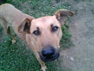 este es mi perro Rex este es mi perro Rex