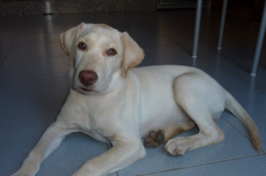 Esta es Rita con 3 meses y medio a 1 de octubre de 2010