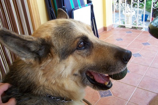 Rocky y su inseparable pelota. Rocky y su inseparable pelota.