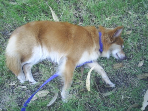 sshhh! no hagan mucho ruido!!! estoy durmiendo la siesta en el camping de vacaciones con mis padres.