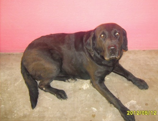 Me Llamo Blacky
tengo 7 años
Busco Novia
soy hogareño y me gusta jugar a la pelota. Me Llamo Blacky
tengo 7 años
Busco Novia
soy hogareño y me gusta jugar a la pelota.