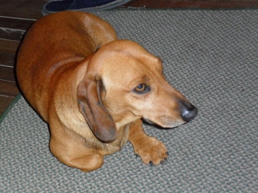 un perro como pocos muy fiel y a la vez un defensor de su amo tiene tres años y es un salchicha escorpion muy cariñoso robusto....