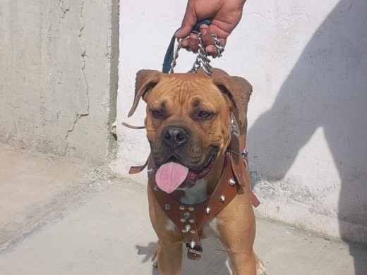 drako el conse drako el conse