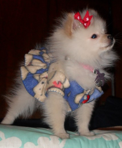 mi chaparrita de dos meses 20 dias mi chaparrita de dos meses 20 dias