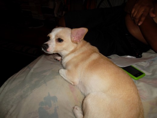 hola soy cece,soy un mix de corgi gales gardigan con chihuahua soy muy amigable y gentil me gusta proteger mi casa,mi dueno y mi espacio vivo e usa con mi familia thank you