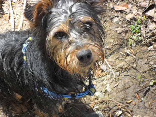 meztizo yorkypin (mama yorky y papi pincher)