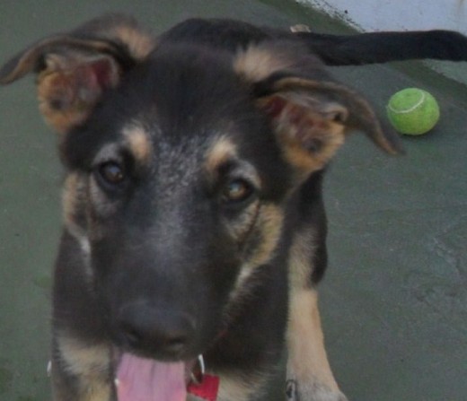 Sam y su pelota