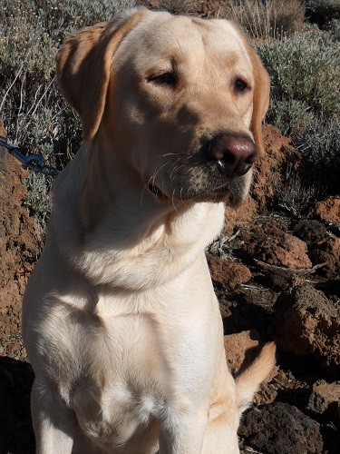 Instagram: bilboandme y bilbo_effie
Facebook: Bilbo Labrador Bolson
Instagram: bilboandme y bilbo_effie
Facebook: Bilbo Labrador Bolson