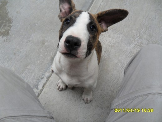 el es seuz y es muy tierno y bien mordelon muerde todo pero lo amo bueno amo a todos el es seuz y es muy tierno y bien mordelon muerde todo pero lo amo bueno amo a todos