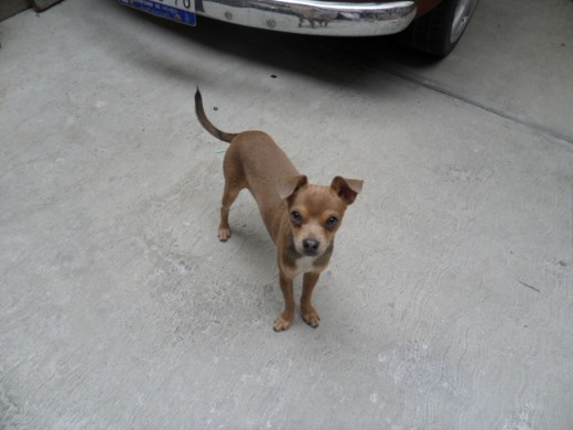 este perrito hermoso es buu tiene mucha energia este perrito hermoso es buu tiene mucha energia