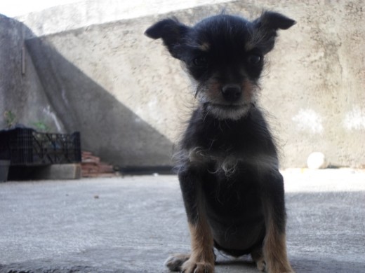 junior junior