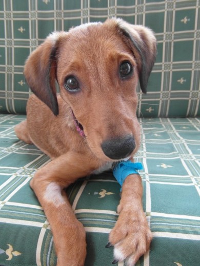 Esta es NINA,aun convaleciente del maldito Parvovirus.