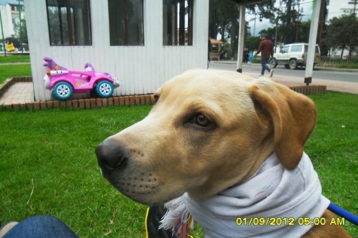 ES MI MASCOTA Y AMIGO