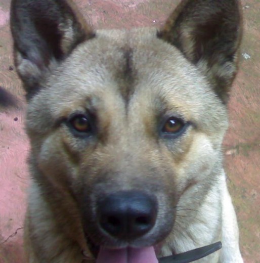 ESTA ES SASHA AKITA ALEMAN DE 1 AÑO ACABA DE SER MAMA DE 4 CACHORROS HERMOSOS ESTA ES SASHA AKITA ALEMAN DE 1 AÑO ACABA DE SER MAMA DE 4 CACHORROS HERMOSOS